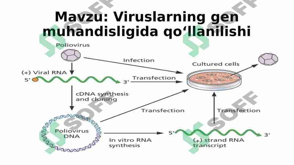 Viruslarning gen muhandisligida qoʻllanilishi 1