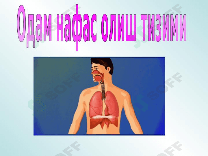 nafas olish tizimi 1