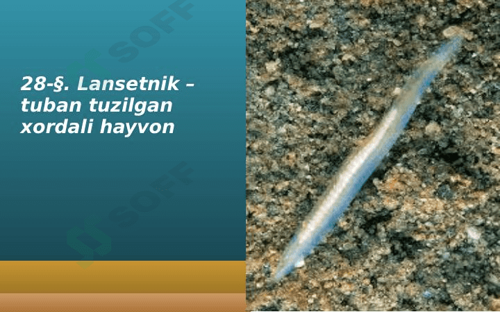 Lansetnik – tuban tuzilgan xordali hayvon 1