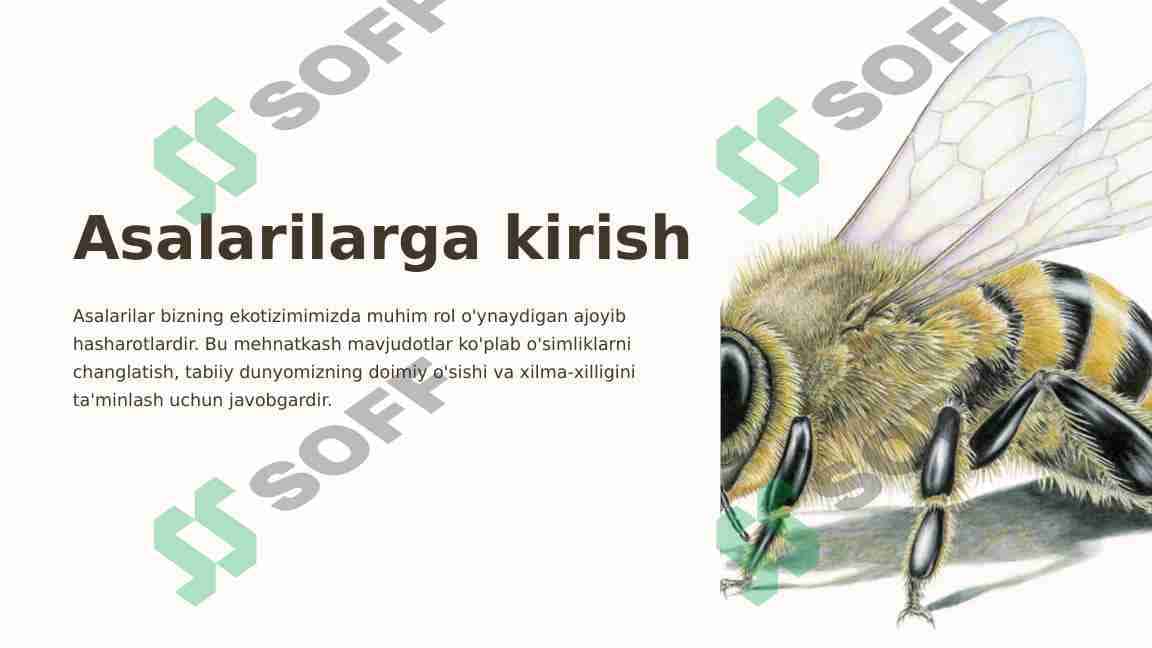 Asalarilar haqida 1
