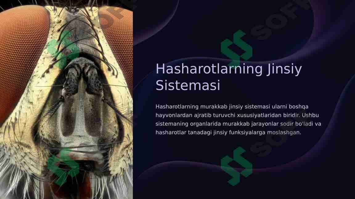 Hasharotlarning Jinsiy Sistemasi 1