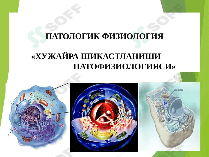 HUJAYRA SHIKASTLANISHI PATOFIZIOLOGIYASI 1