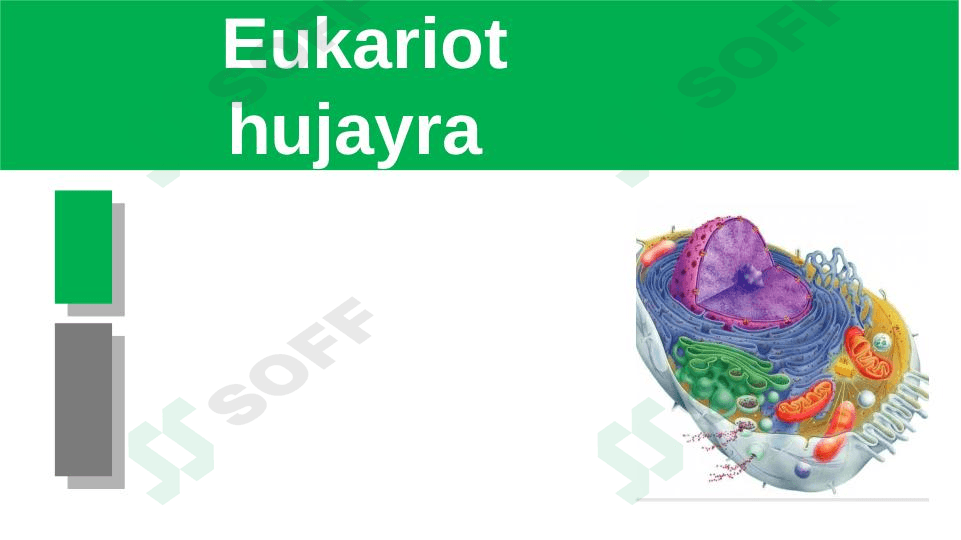 eukariot hujayra 1