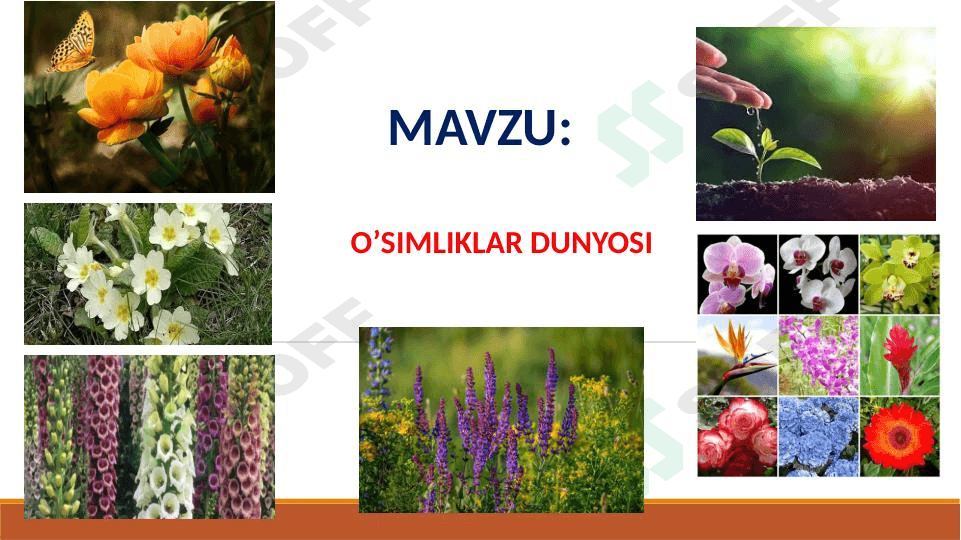 O’SIMLIKLAR DUNYOSI 1