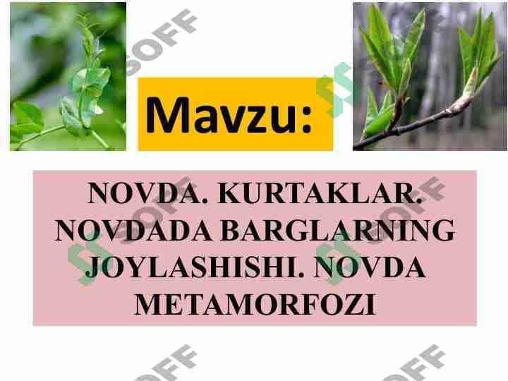 NОVDA. KURTAKLAR.  NОVDADA BARGLARNING  JОYLASHISHI. NОVDA  MЕTAMОRFОZI 1