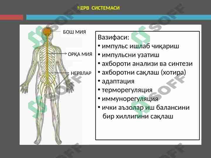Nevrologiya 1