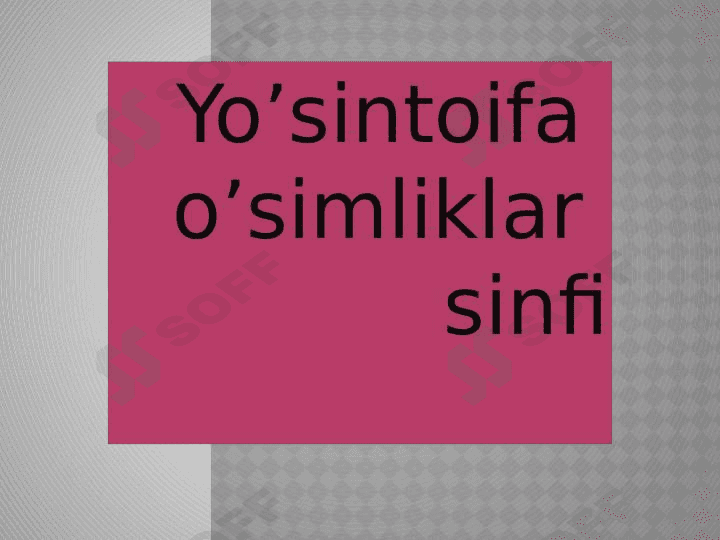 Yoʻsintoifa  sinfi 1