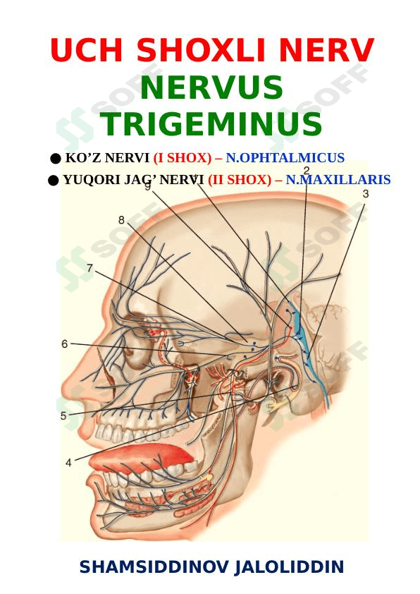Nervus trigeminus (uch shoxli nerv) 1