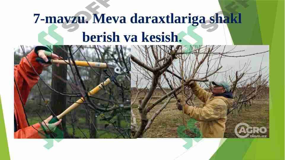 Meva daraxtlariga shakl berish va kesish. 1
