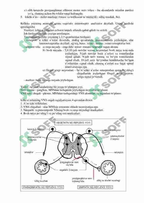 Vegetativ nerv sistemasi 2