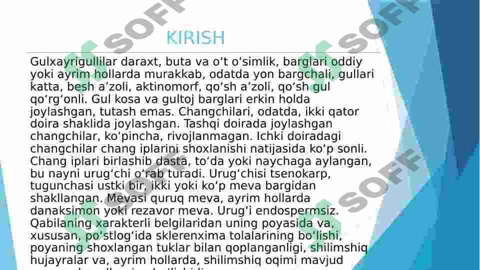 Gulxayridoshlar oilasi vakillarining tuzilishidagi o‘ziga xos xususiyatlar 2
