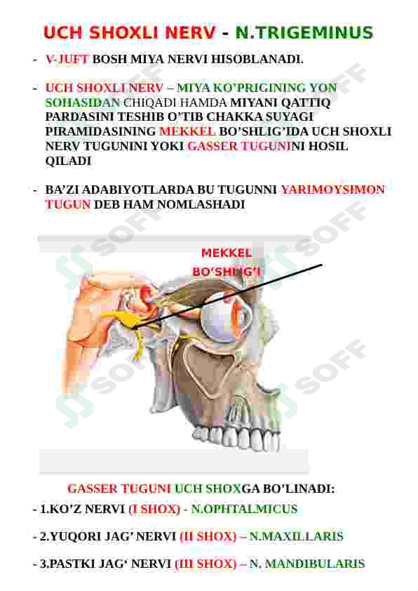 Nervus trigeminus (uch shoxli nerv) 2