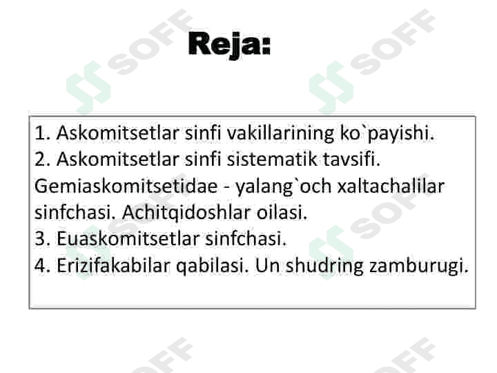 Askomisetsimonlar 2