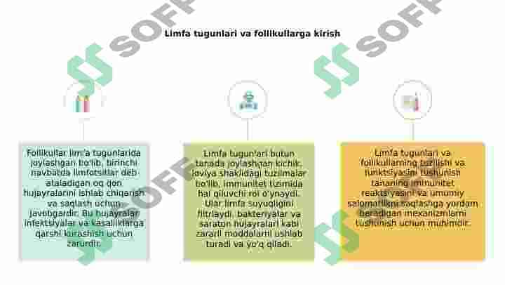 Limfatik tugunlar 2