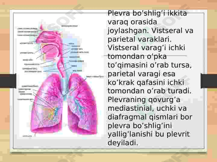 Plevritlar. Etiologiyasi, klinikasi, davolash usullari 2