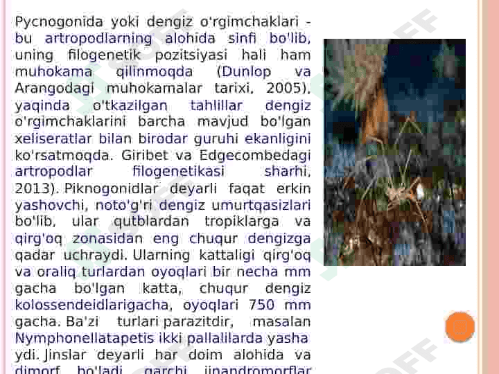 dengiz o'rgimchaklari 2
