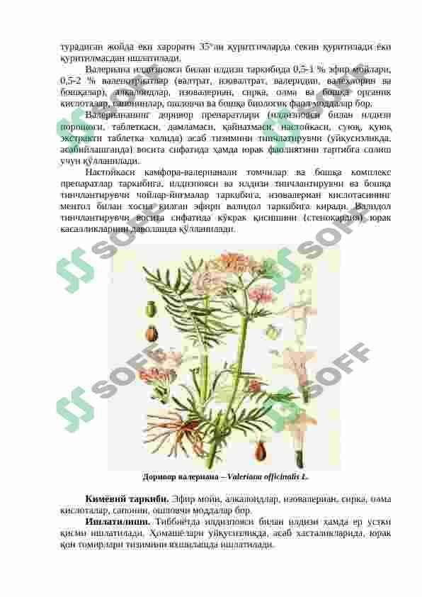 Valeriandoshlar oilasi va ularni dorivorlik hususiyatlari 2