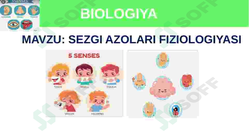 Sezgi azolari fiziologiyasi 2