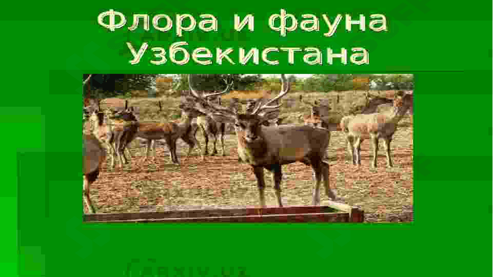Флора и фауна Узбекистана 2