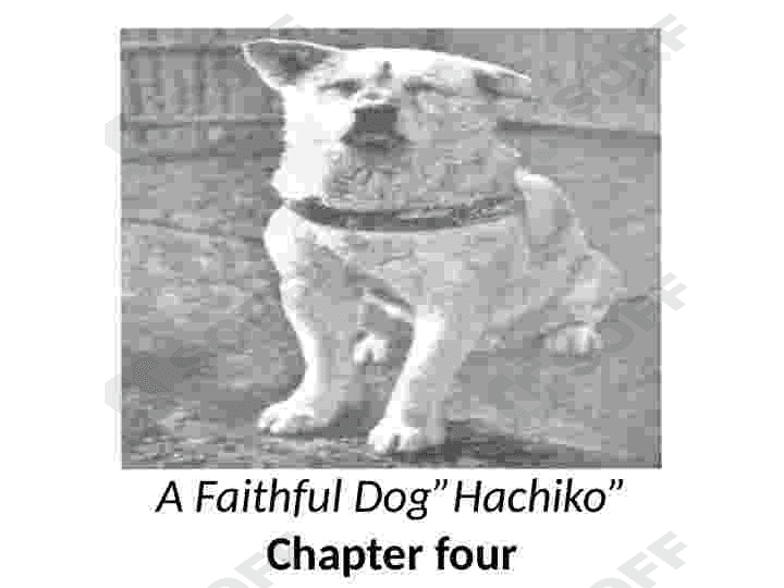 About hachiko 2