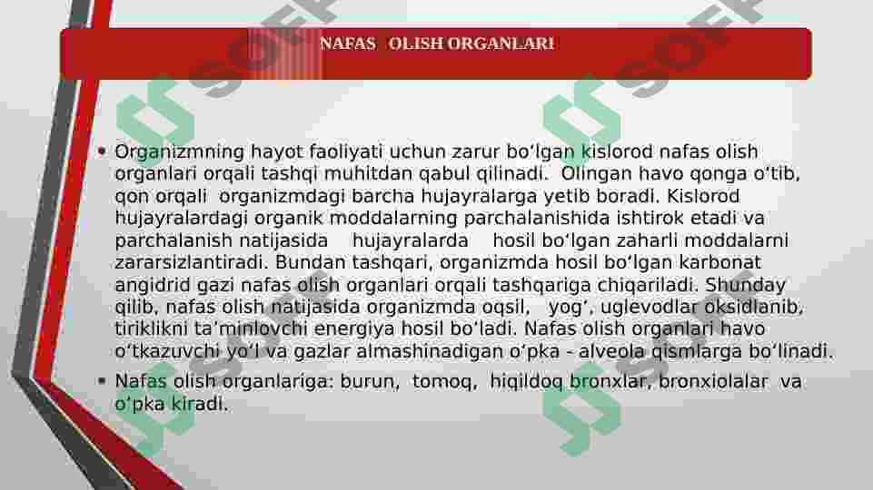 NAFAS OLISH ORGANLARI 2
