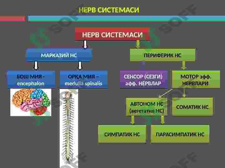 Nevrologiya 2