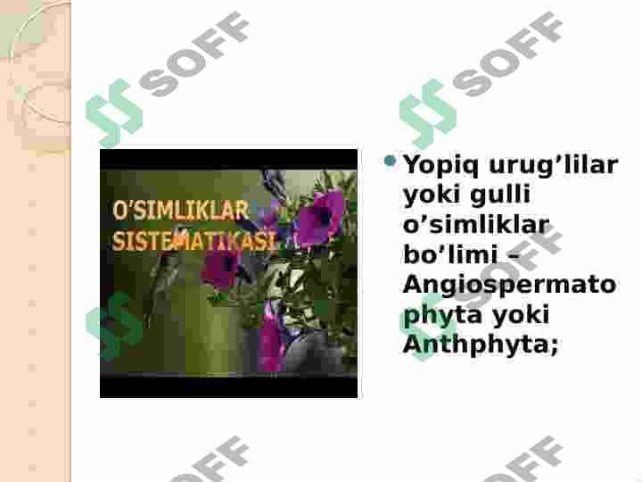Gulli oʻsimliklarning xilma-xilligi  va tarqalishi 2