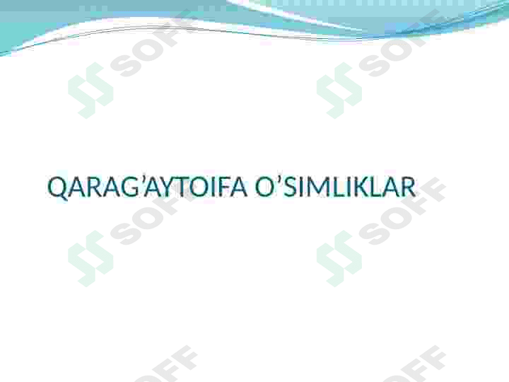 Qaragʻaytoifa oʻsimliklar 2