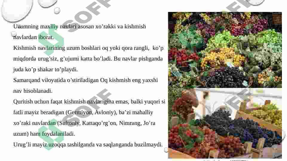 Respublikda rayonlashtirilgan asosiy uzum navlarining tavsifi 2