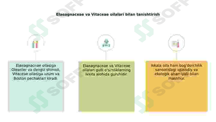 Jiydadoshlar(Elaeagnaceae) va Tokdoshlar (Vitaceae) oilalari 2