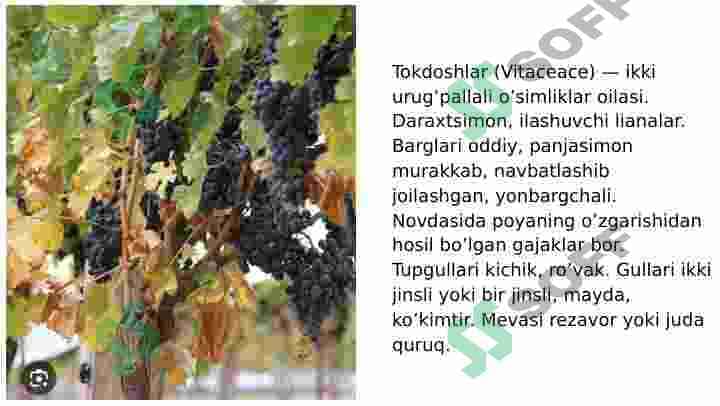 Tokdoshlar va Jiydadoshlar oilalari 2