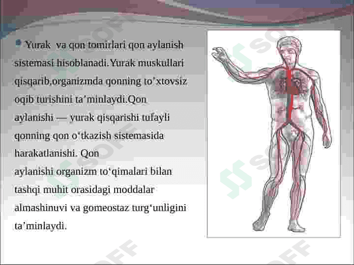 Yurak,Periferik qon aylanishi va uning kasalliklari 2