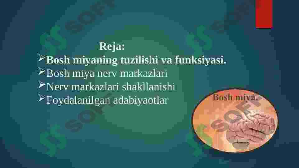 Bosh miya po`stlog`idagi nerv markazlari va ularning shakllanishi 2