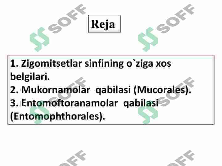 Zigomitsetsimonlar sinfi 2