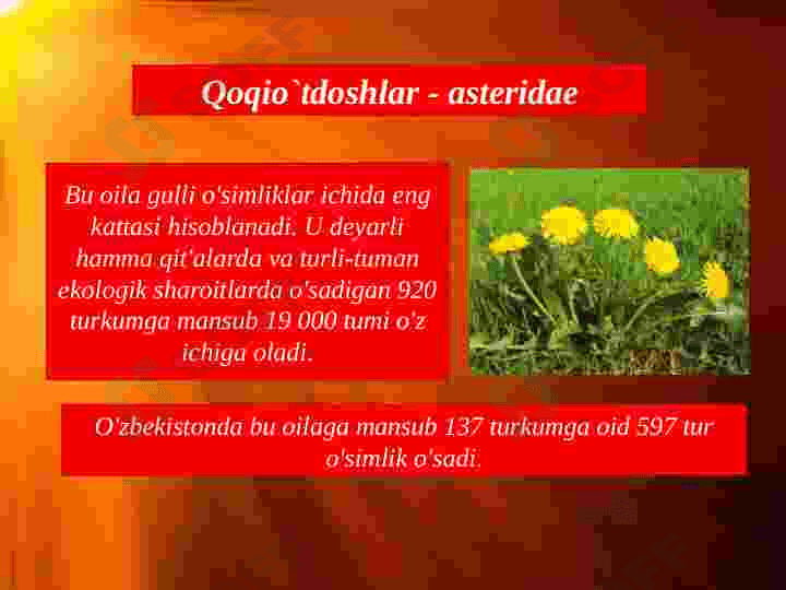 Qoqioʻtdoshlar kurs ishi slayd 2