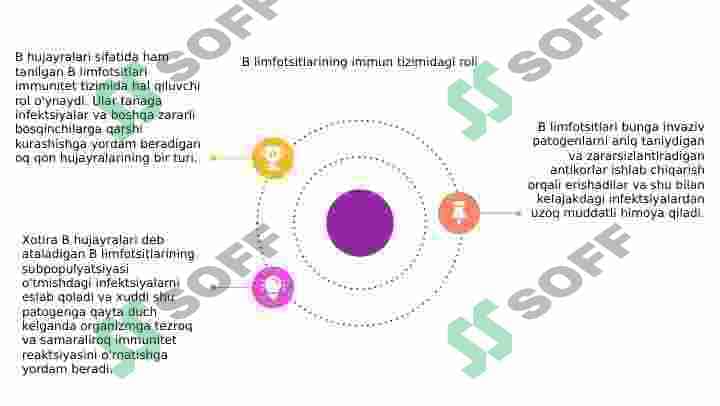 B limfotsitlar subpopulyatsiyasi 3