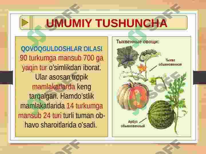 QOVOQDOSHLAR OILASI CUCURBITACEAE 3