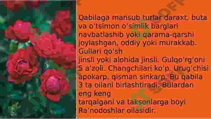 Raʼnonamolar(Rosales)qabilasi 3