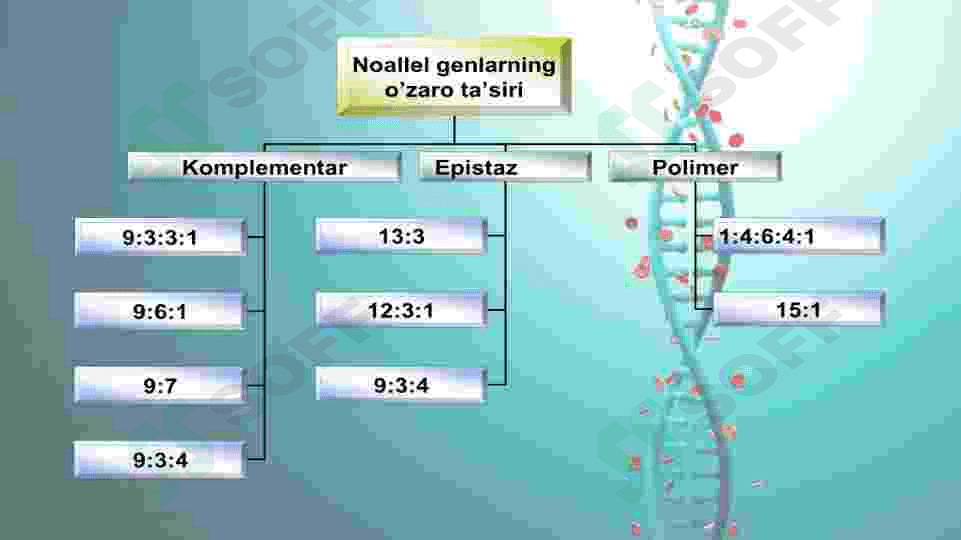 Noallel genlarning o`zaro ta`siri 3