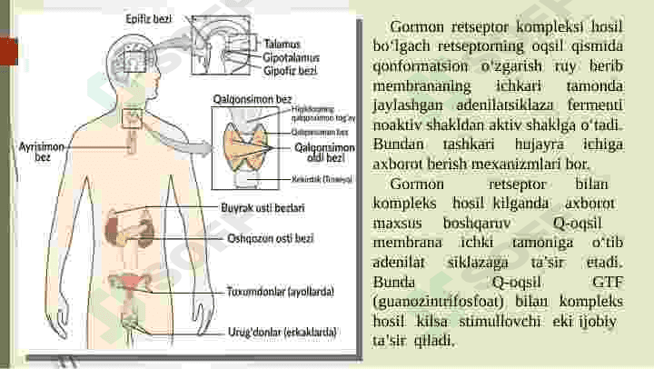 ENDOKRIN TIZIM BIOKIMYOSI 3