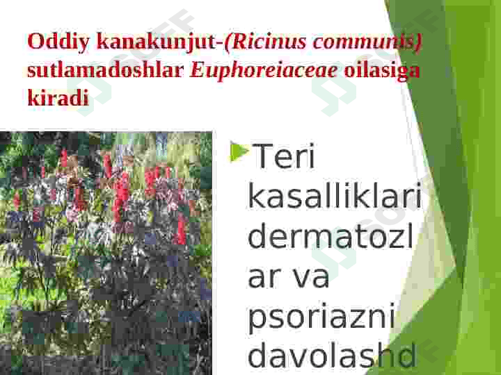 Tarkibida lipidlar saqlovchi dorivor oʻsimliklar 3