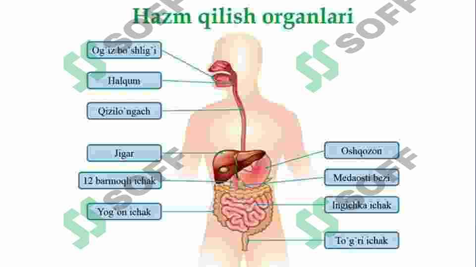 HAZM VA UNING TURLARI.OGʻIZ BOʻSHLIGʻI VA ME’DADA OVQAT HAZM BOʻLISHI .INGICHKA VA YOʻGʻON ICHAKDA OVQAT HAZM BOʻLISHI 3