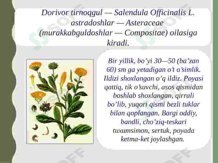 Oʻzbekistonda tarqalgan dorivor oʻsimliklar 3