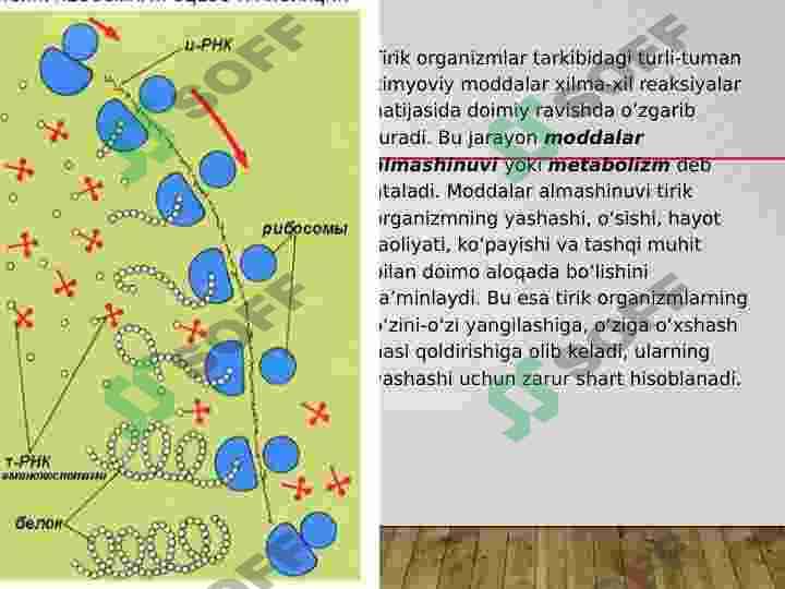 Energetik metabolizm. Biologik oksidlanish yoki bakteriyalarning nafas olishi 3