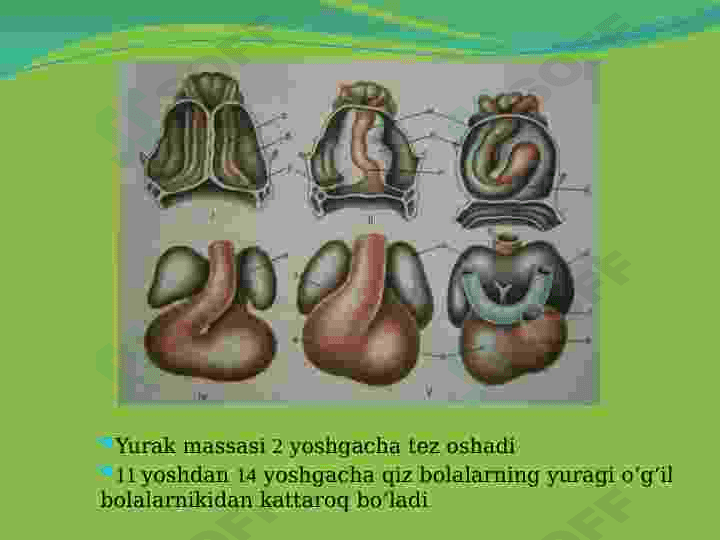 Bolalarda qon aylanish tizimining anatomo-fiziologik hususiyatlari 3