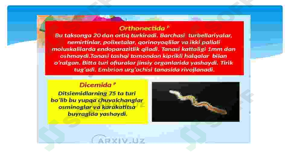 orthonectida va dicyemida tiplari 3