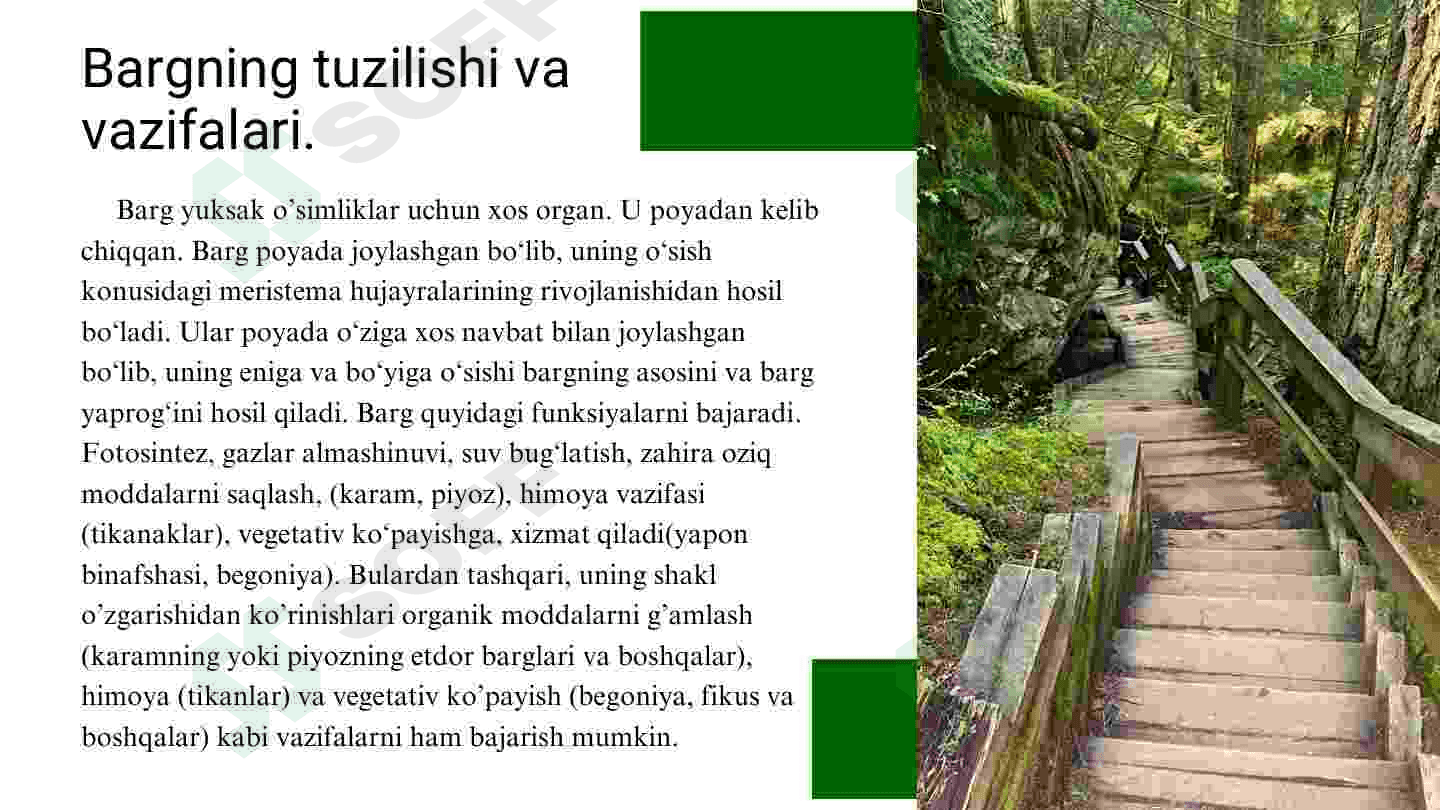 Barg va uning vazifalari 3