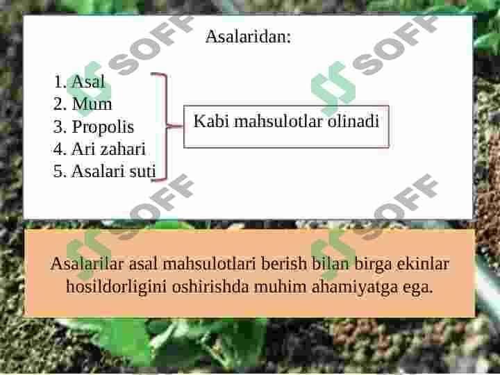 ASALARICHILIKNI TASHKIL ETISH 3
