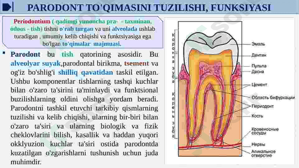 PARODONT TO'QIMASINI TUZILISHI, FUNKSIYASI.PARODONT KASALLIKLARI TASNIFI. 3