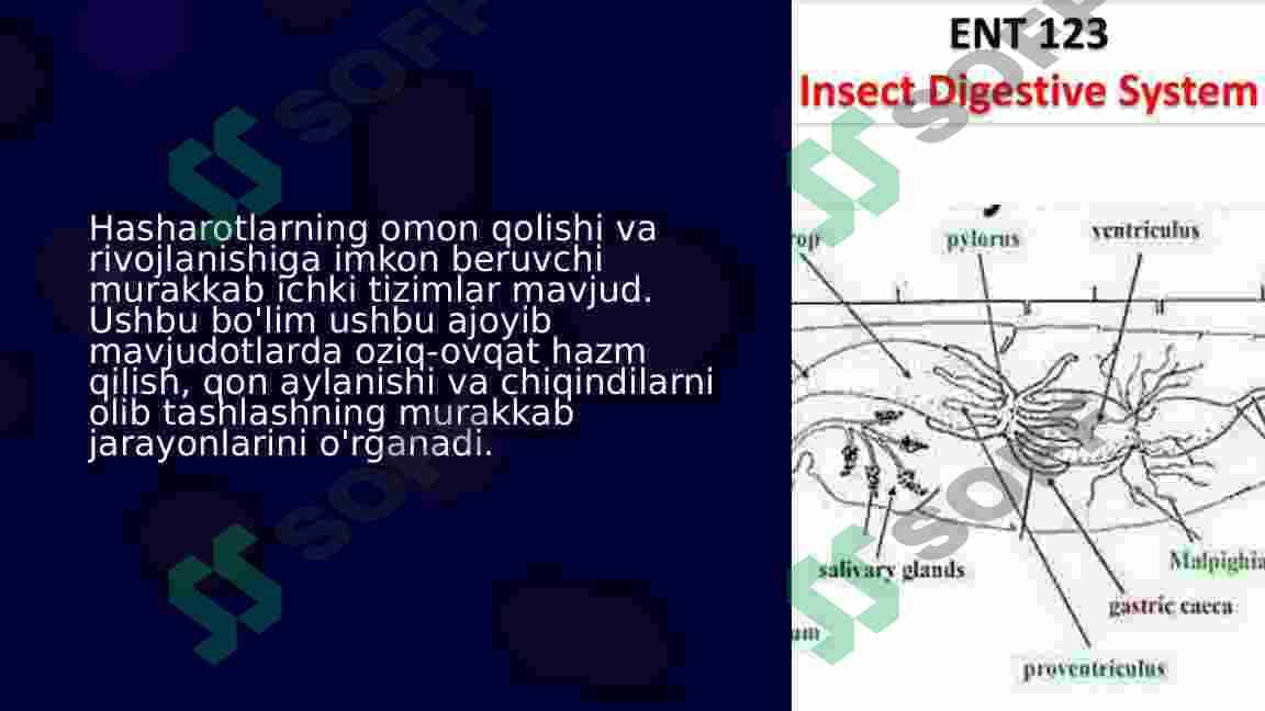 Hasharotlarning ovqat hazm qilish, qon aylanish va ayirish sistemasi 3